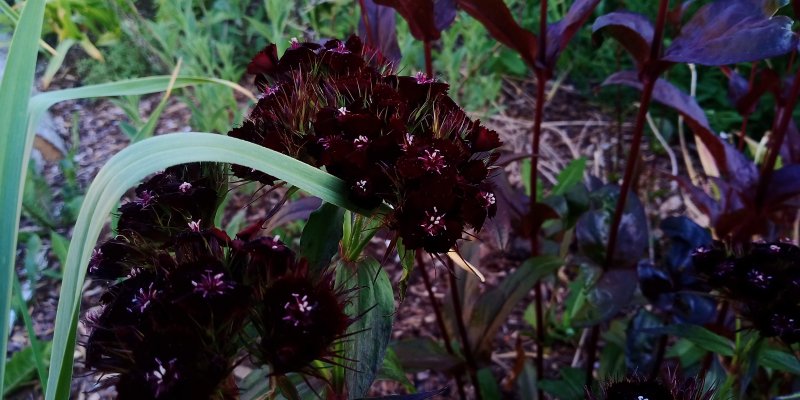 Dianthus barbatus Гвоздика бородатая